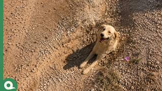 Times Human Kindness Saved Helpless Animals