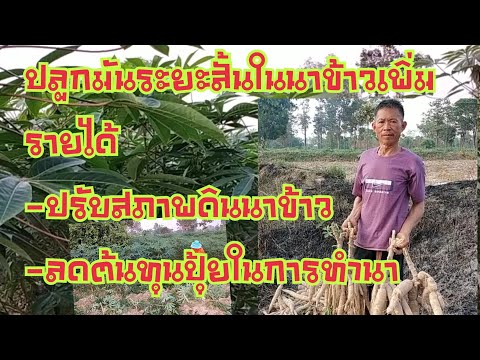 ปลูกมันระยะสั้นในนาข้าวเพิ่มรายได้ #ปลูกมันในนาข้าวปรับสภาพดิน #ปลูกมันในนาข้าวลดต้นทุนการทำนา