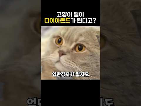 고양이털로 <strong>다이아</strong> 만들기 가능?