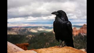What Does A Raven Bird Sound Like? screenshot 4