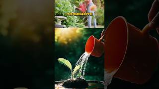 ТАКОЙ ПОЛИВ ГУБИТ ваши растения! Поливайте правильно! 🌱💦
