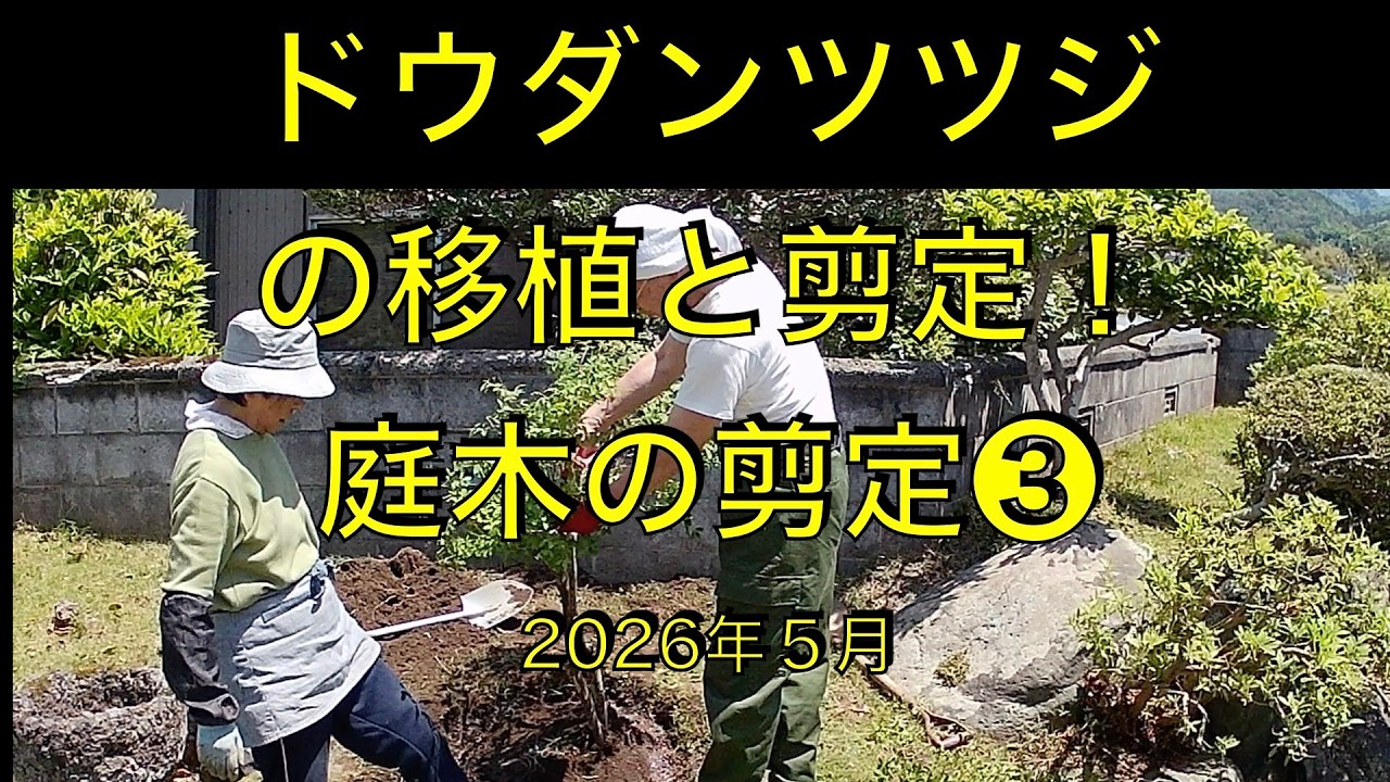 ドウダンツツジの移植と剪定」上手くいくでしょうか？：庭木の剪定③