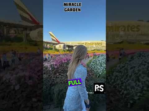 Dubai miracle garden#youtube#shortsvideo