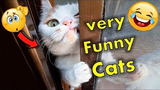 Funny Cats🤣😂 || Try Not To Laugh || WoW || Funny Kittens