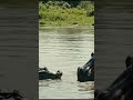 Crocodile vs Hippo – River Monsters Showdown 🐊🦛