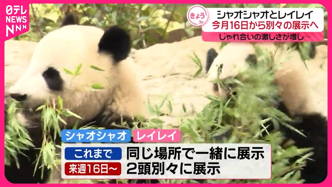 シャオシャオとレイレイ】上野動物園の双子パンダ 16日から別々に展示 