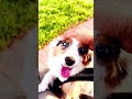 Ahh!! 2 Amazing Dogs "Cooper & Lucky" at Crescent Park at Glen Cove!! LI, NY, USA. April 29th, 2024.