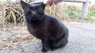 駐車場の野良猫をモフモフする。