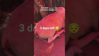 3 days left 😔 #bts #cow #wallpaperengine #love #unfrezzmyaccount