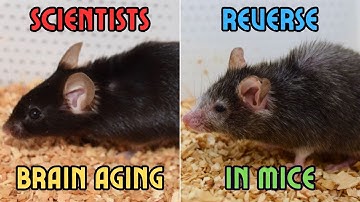 SCIENTISTS REVERSE BRAIN AGING IN MICE