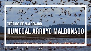 Tesoros de Maldonado El Humedal programa Contacto
