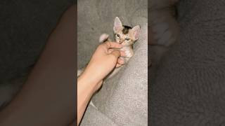 #cat #pets #cute