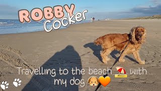 Travelling to the beach ⛱️ with my beautiful dog - English Cocker Spaniel Robby 🐶🧡 by Robby Cocker 776 views 3 weeks ago 5 minutes, 3 seconds