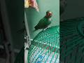 Kuttus 😍🥰😘 #babyparrot
