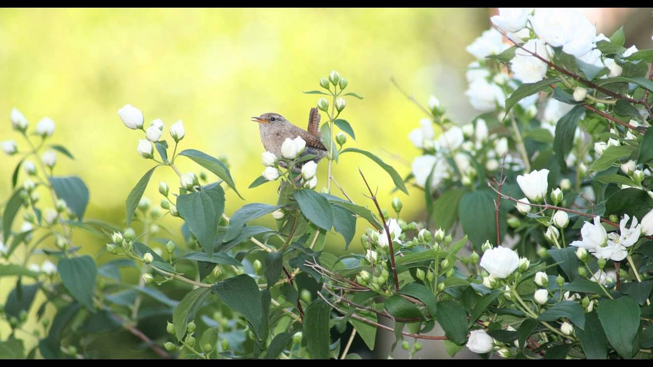 Beautiful Dawn Chorus Birdsong   Nature Sounds