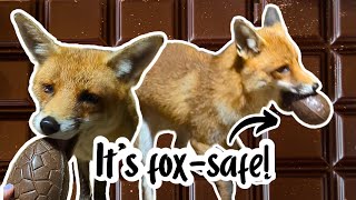 Feeding a Fox an Easter Egg