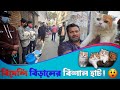 দারুণ সব পার্সিয়ান বিড়াল এসেছে হাটে | মিরপুর '১ বিড়ালের হাট | Mirpur '1 Cat Market | #Cats