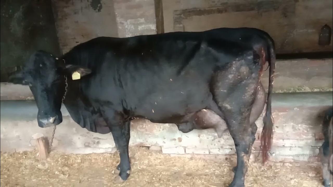 for-sale-cow-hf-sahiwal-cross-breed-contact-number-9915658479-youtube
