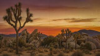 JOSHUA TREE DESERT PLAYLIST