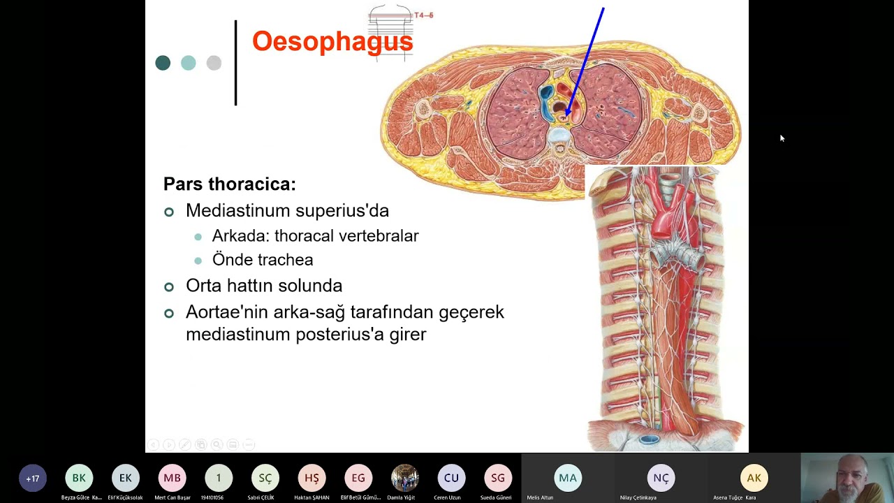 DHF D2 03a Oesophagus