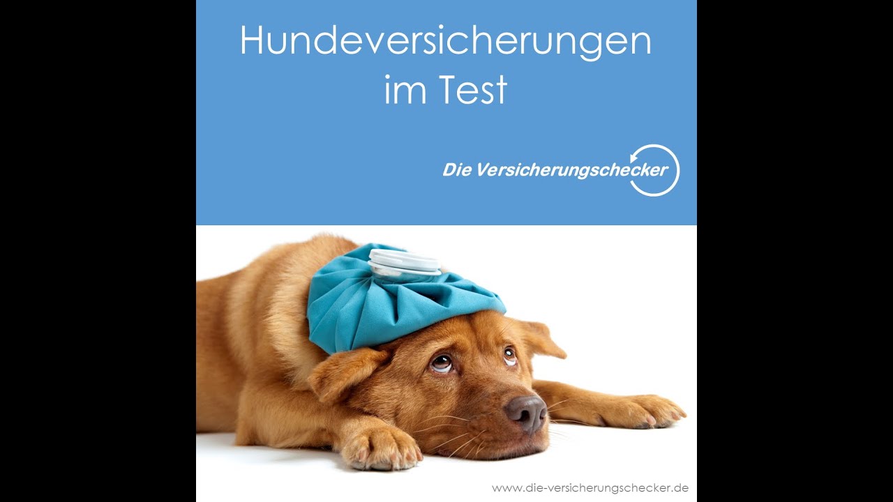 Tier Op Versicherung Test Die Hunde Op Versicherung Top Schutz Im
