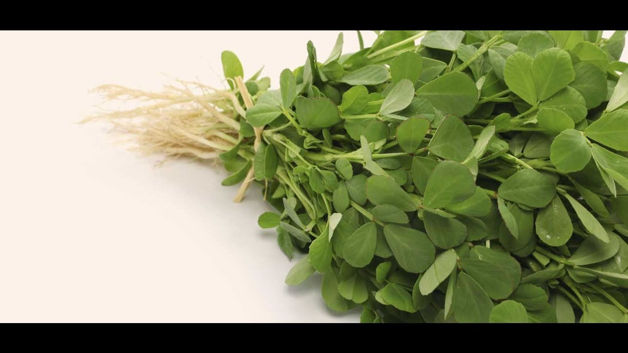 Impressive Medicinal uses of Fenugreek(methi) for liver cancer and more
