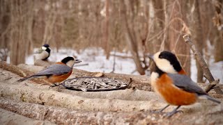 Sunny Morning with Remaining Snow | Bird Feeder at 7 AM, -2.5°C / 27.5°F