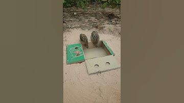 This Trap is made of Cardboard box and is Easy to make#creative #shorts