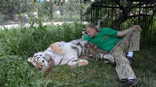 Василиса - главная тигрица "Тайгана"! Vasilisa is the main tiger of Taigan Василиса - главная тигрица "Тайгана"! Vasilisa is the main tiger of Taigan
