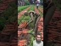 Robots pulling radishes? -Robots in rural China #Shorts #Viral #Trending