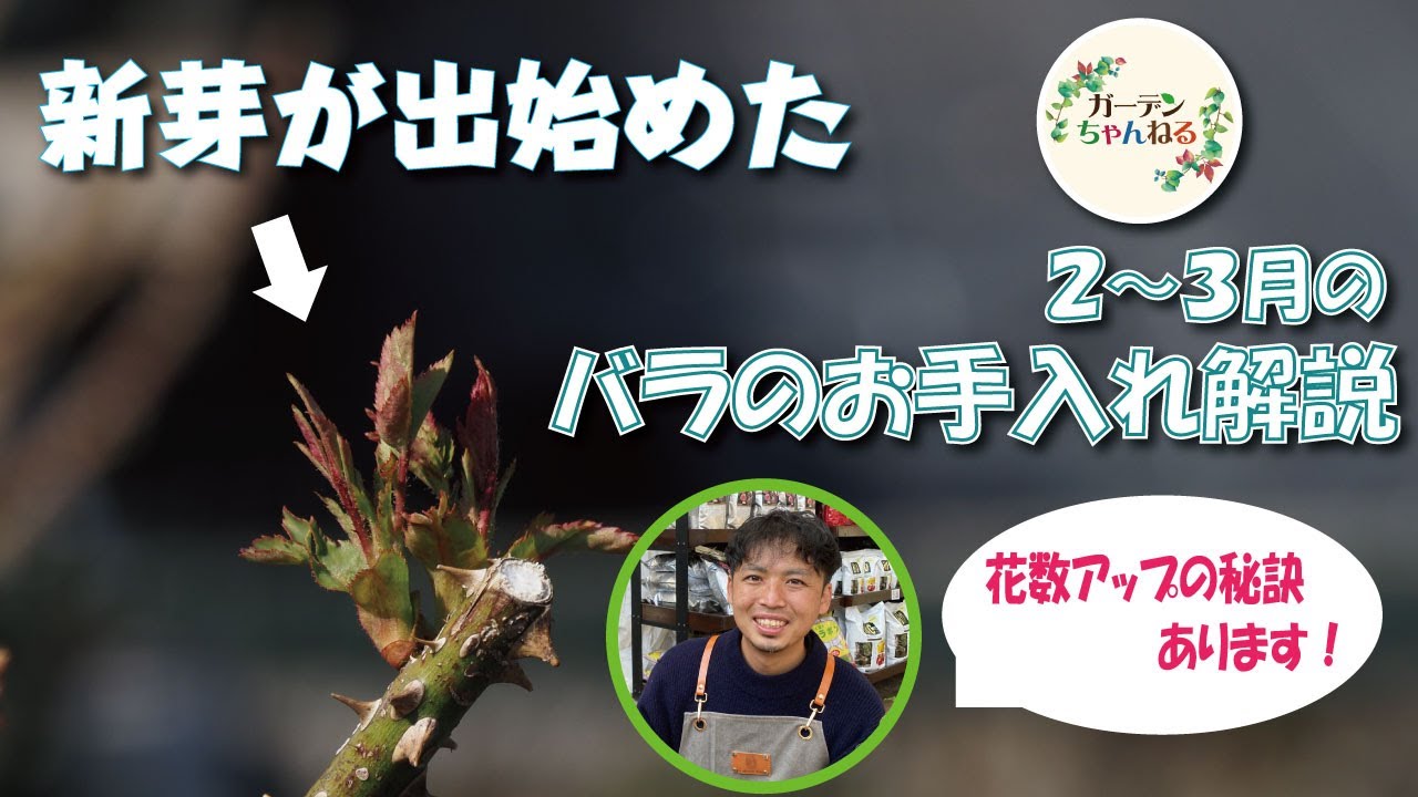 動き始めたバラの新芽 2 3月のお手入れのポイント解説します Youtube 動き始めたバラの新芽 2 3月のお手入れのポイント解説します Youtube