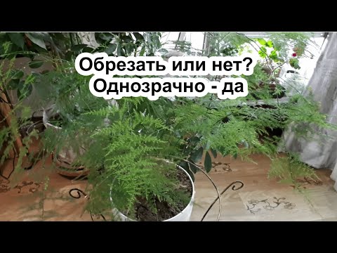 Обрезал Аспарагус и правильно сделал! Аспарагус Перистый. Уход. Полив. Удобрения. Как, чем и зачем?