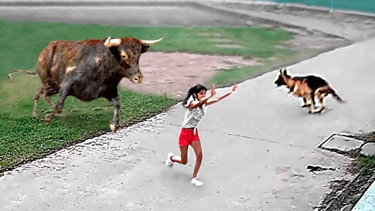 40 Animales H�roes Que Salvaron Vidas !