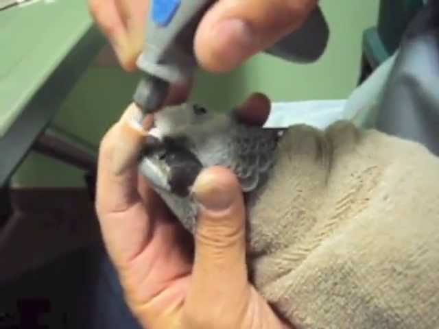 Parrot Beak Trim By Dr G African Grey Parrot Youtube
