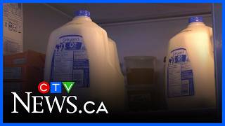 Dairyland milk shortage: Saputo issues apology