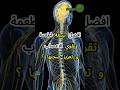 أفضل سبعة أطعمة لتقوية الأعصاب وتحسين صحتها صحه الاعصاب الجهاز العصبي وصفات 