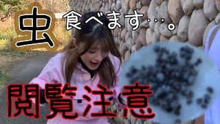 【閲覧注意】虫を捕まえて食べます【ヨエロスンE】
