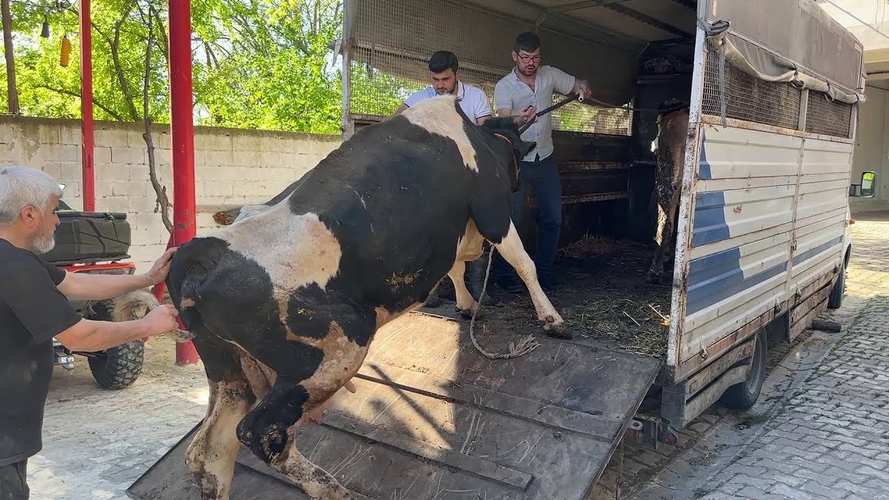 İNEĞİMİZİ KESİME GÖNDERDİK / İNEK YÜKLEME 2024