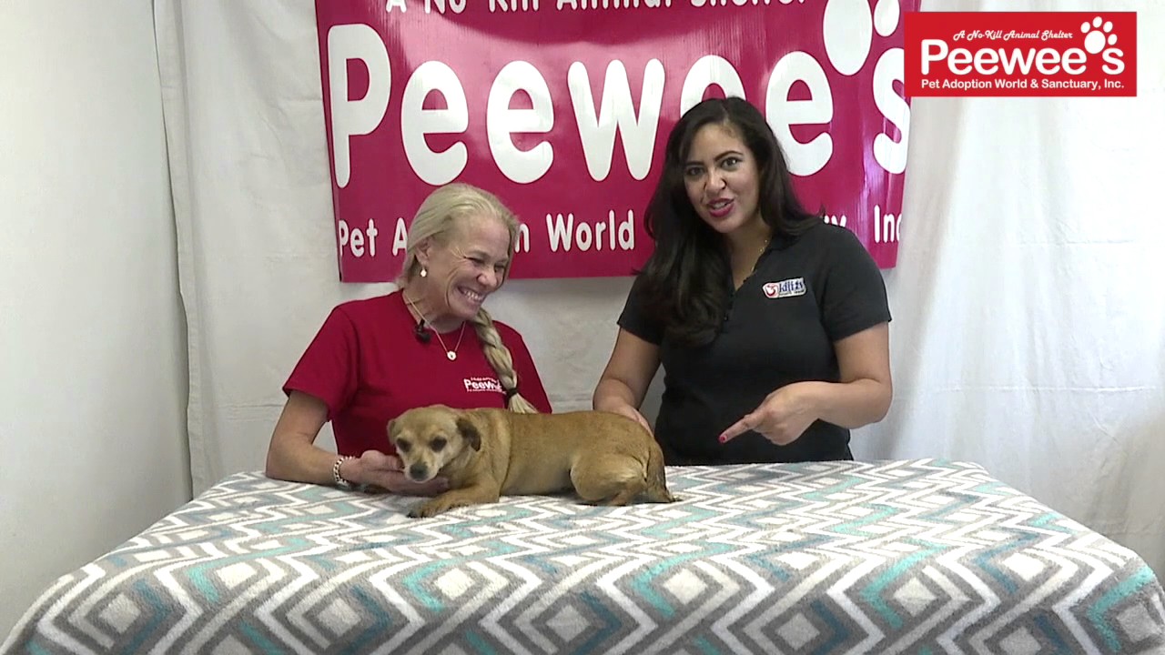servientrega Peewee's Pet Adoption - Paws for Pets - Alana