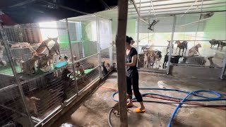 Trạm cứu hộ Chó Mèo vỡ trận do các bé quá đông MTQ thì ít đi không biết tương lai các bé ra sao ?