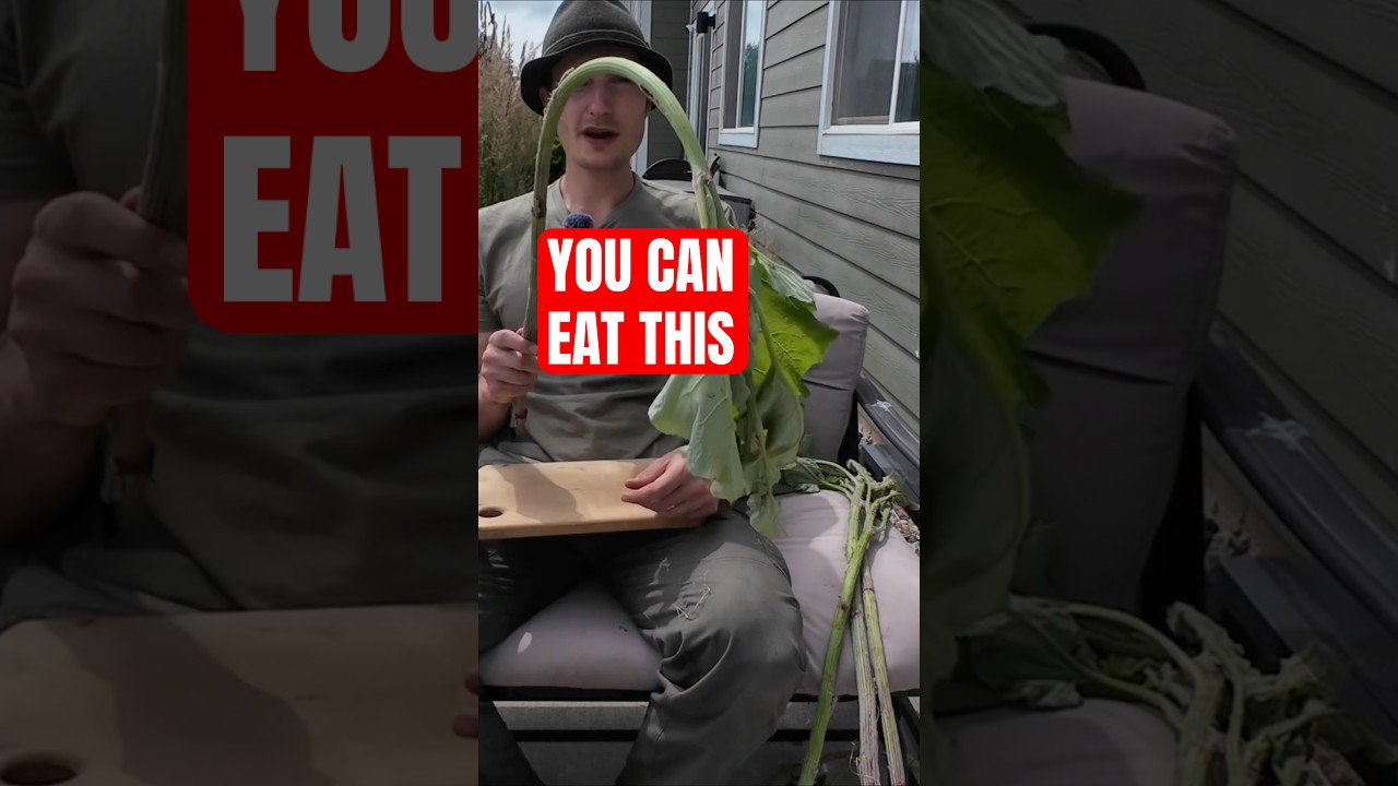 Простой способ есть лопух (не корень!) 