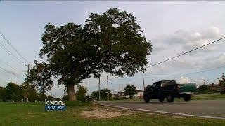 Commissioners delay vote on Heritage Oak Tree's fate