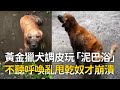 黃金獵犬調皮玩「泥巴浴」　不聽呼喚亂甩乾奴才崩潰 ｜#寵物雲