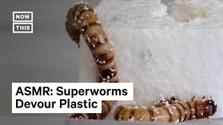 Scientists Discover Superworms That Digest Styrofoam