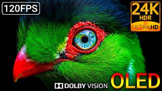 24K HDR 120FPS Animal Precision: Dolby Vision Clarity OLED Test (8K/4K Video)