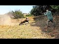 Top 10 wild boar hunting  best scenes season 2023  part 2