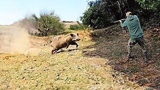 TOP 10 WILD BOAR HUNTING || Best Scenes ||SEASON: 2023 - PART 2 screenshot 3