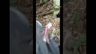 Berburu Burung Pergam