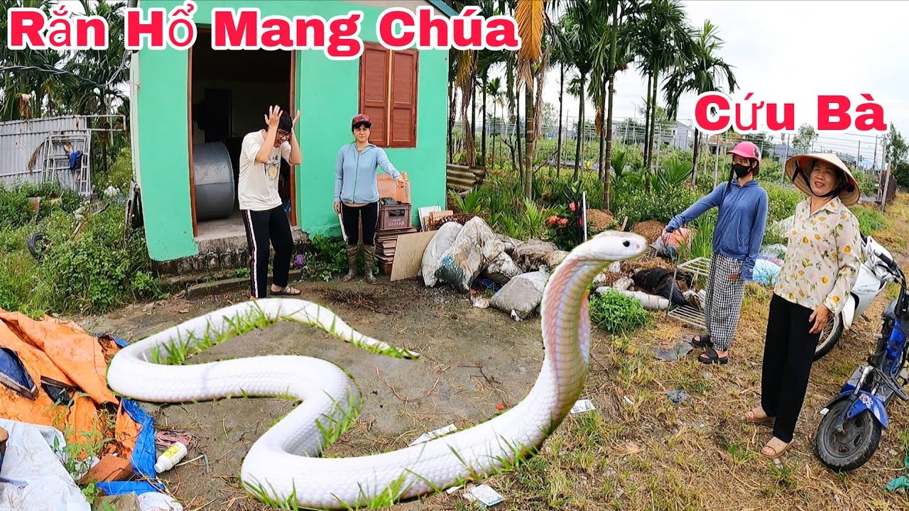 Cuộc Gọi Khẩn Cấp Của Hai Chị Em Khi Phát Hiện 2 Con Rắn Hổ Mang Bò Vào Trong Nhà Lột Xác