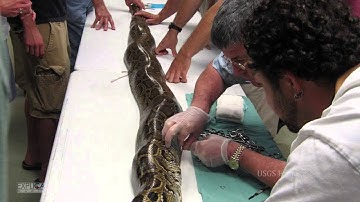 The Python Invasion Project: Front Line Scientist